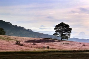 chuyen-picnic-cam-trai-thu-vi-ben-cay-co-don-o-da-lat