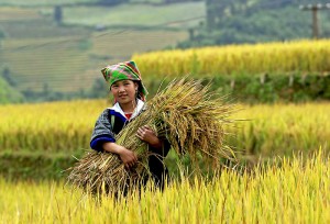 len-mu-cang-chai-kham-pha-cuoc-song-hoang-so