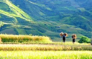 nhung-dia-diem-khong-the-bo-qua-khi-den-mu-cang-chai