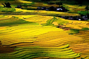 Đến Mộc Châu ngắm mùa lúa chín 1