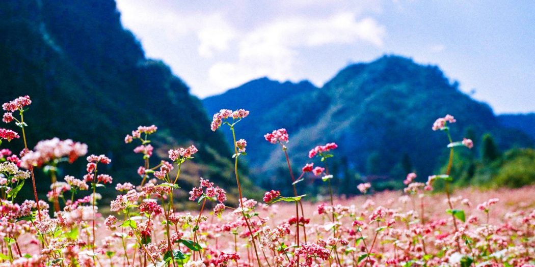 Hoa tam giác mạch